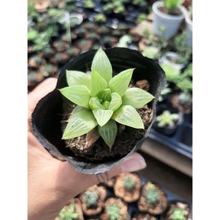SEN ĐÁ NGỌC GUỐC🌵SIZE6CM🌵SEN ĐÀ LAT🌵THUẤN SỨ NÓNG🌵FREESHIP🌵1 ĐỔI 1