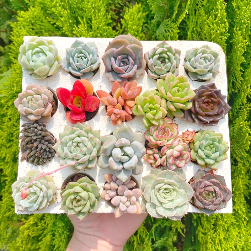 Combo sen đá vỉ mini - Sen đá mix nhiều loại