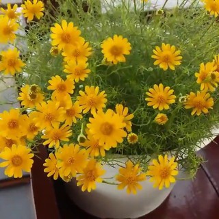 Hạt giống hoa cúc sao băng