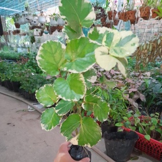 cây đinh lăng cẩm thạch lá to