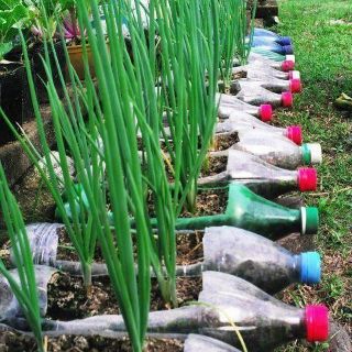 Hạt giống Hành lá gốc Tím