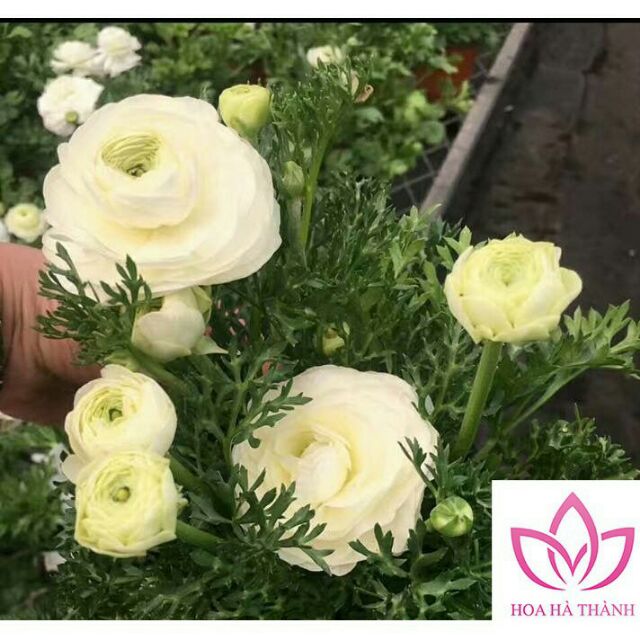 10 hạt hoa hồng mao lương - HỒNG RI BA TƯ