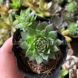 Sen Đá Phật Bà 👵👵👵 - Size Bầu - Trung