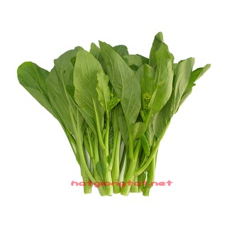 Hạt giống rau cải ngồng