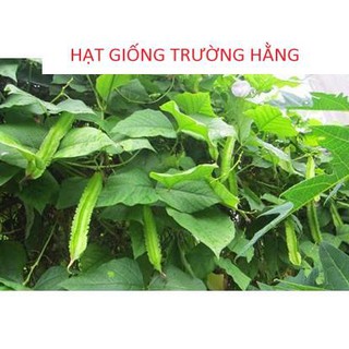 HẠT GIỐNG ĐẬU RỒNG CAO SẢN F1 GÓI 5 GAM HẠT
