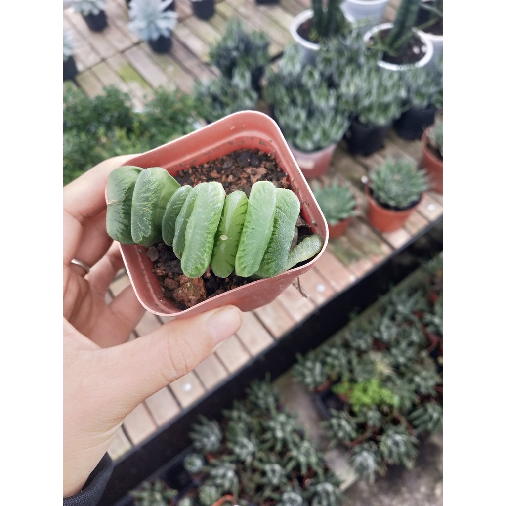 Sen Đá Giống Mới