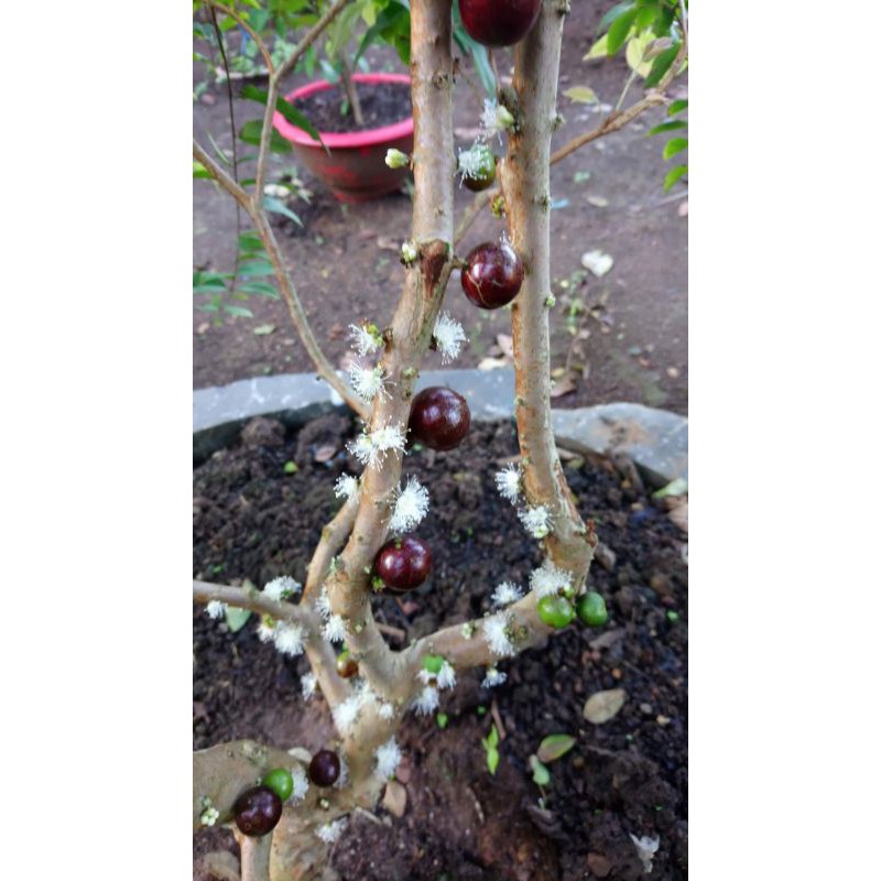 cây giống nho thân gỗ tứ quý cho quả bốn mùa tạo cảnh bonsai