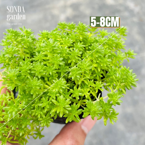 Sen đá sedum xanh SONDA GARDEN size bé 4-5cm, xuất xứ Đà Lạt, khoẻ đẹp, lỗi 1 đổi 1