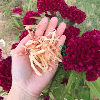 [ Sản Phẩm Sạch Nhà Làm ] Món mực sợi hấp nước dừa cực ngon