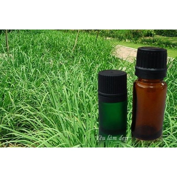 Tinh dầu Sả Java (Citronella java)