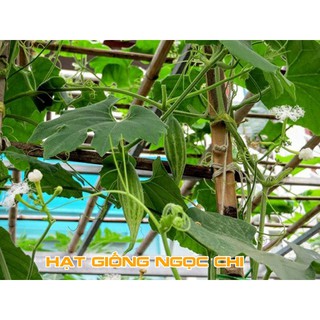 Hạt Giống Lặc Lày (Lặc Lè, Mướp Nhật) - 10 Hạt
