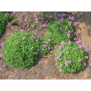 200 hạt giống cỏ ba lá hồng