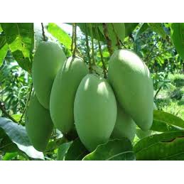 Phân bón lá Hợp Trí 10-5-2+TE giúp trái to, mau lớn chắc thịt nặng ký mẫu mã đẹp - To trái mít, to trái xoài, ...