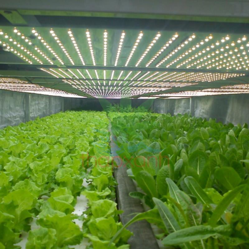 Đèn led chuyên dụng trồng rau trong nhà MDA225A