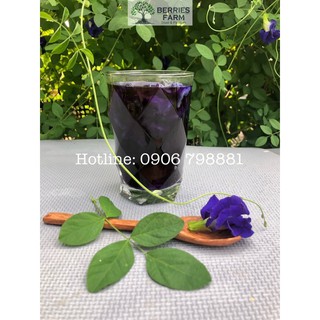 Trà hoa đậu biếc phơi khô gói 25gr/ 50gr/ 100gr