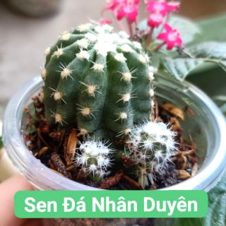 Xương rồng echino nhỏ