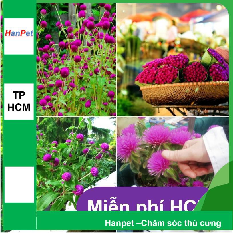 HCM- (HOA TRONG NHÀ) Hạt giống Bách nhật đỏ - Bách nhật Tím - Thuần hóa Phù hợp khí