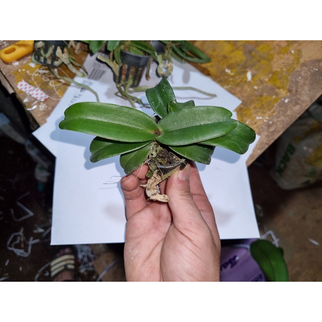 Ngọc điểmthái lan mười màu chậu đôi mua 1 được 2