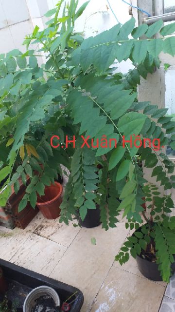 Chậu cây chùm ruột ngọt, chua. cao 80cm, cây đẹp, cho quả sau 8 tháng.