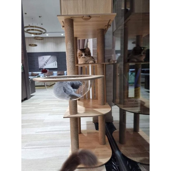 Cattre cho mèo, nhà 4T 1700