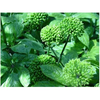 Nụ Tam Thất 300g
