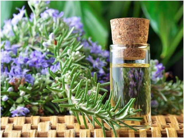 HẠT GIỐNG HƯƠNG THẢO ROSEMARY TỈ LỆ NẢY MẦM TRÊN 90%