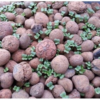 1kg đất nung dùng để trồng cây