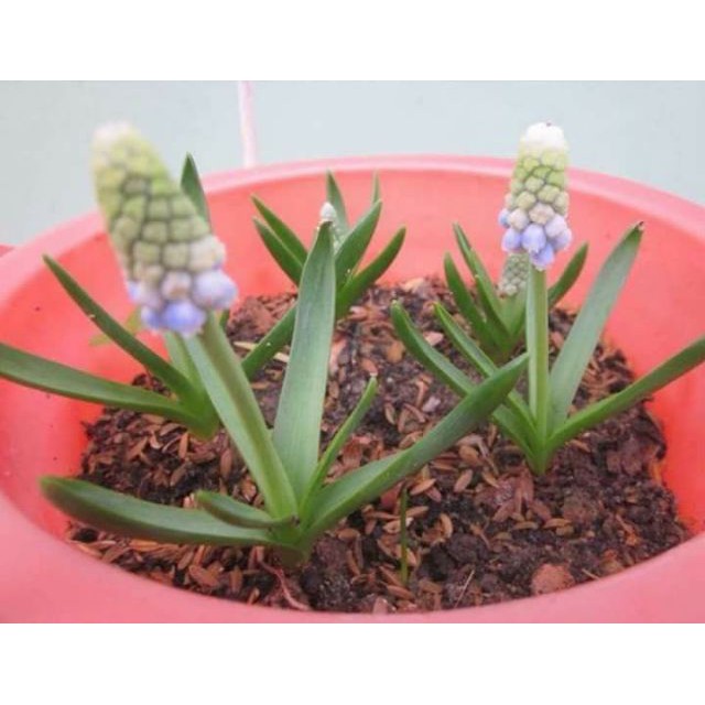 Củ hoa nho lục bình