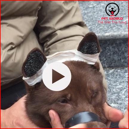 Bộ dán tai, nẹp tai, dựng tai,hỗ trợ lên tai cho mọi giống chó