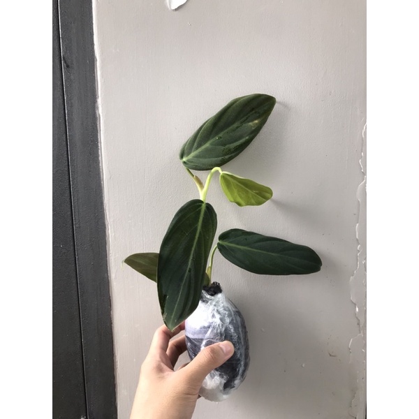 Trầu bà philodendron gigas-hỏa tốc giao hàng tại HCM