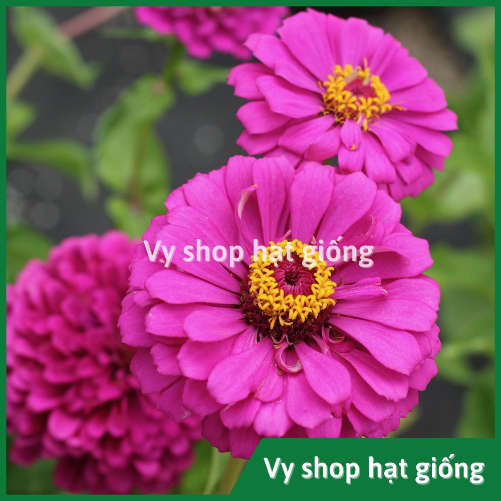 Hạt giống hoa cúc lá nhám kép bông to Thái Lan gói 50 hạt mix màu