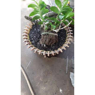 10 Móc treo lan kẽm 70cm