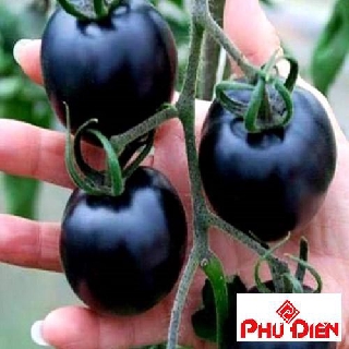 20 hạt giống cà chua đen phú điền