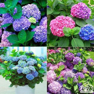 cây giống hoa Cẩm tú cầu ( Dương Tú Cầu, hay Tử Dương)-cây rễ trần