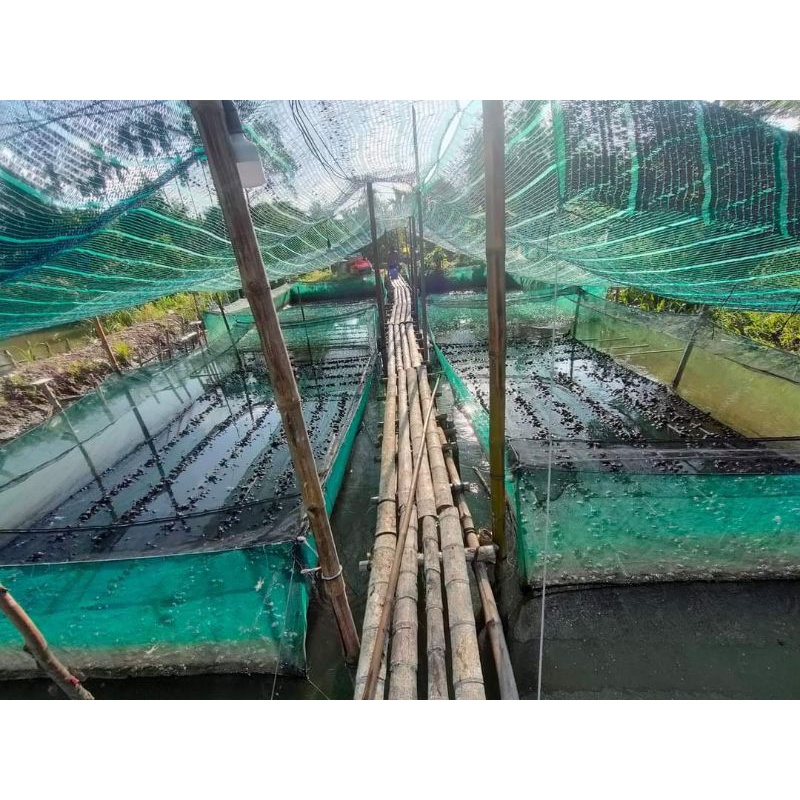 Tráng lồng vèo nuôi ếch 5x2x0,8v20