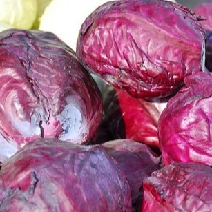 Hạt giống Bắp cải cuộn tím, Bắp cải cuộn xanh F1 - Cải thảo Dược bắp cuộn