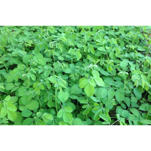 Cây giống chùm ngây Moringa cao 20cm