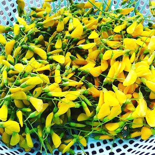 Hạt Giống Bông Điên Điển Lâu Năm, Dễ Trồng, Thu Hoạch Kéo Dài Liên Tục