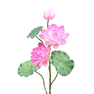 Nhành hoa sen lớn hơn 1m