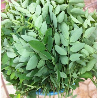 Hạt giống Rau ngót Siêu ngon