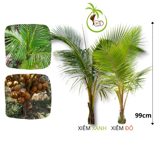 Cây dừa trưởng thành (Dừa Choai, Dừa Lỡ) - Tại Bến Tre | Dừa Xiêm Lùn - 6 Tháng Tuổi - Chẽ Bẹ Thành Tàu - Nhanh Cho Trái