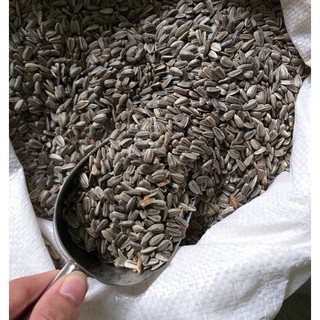 Hướng dương nhỏ