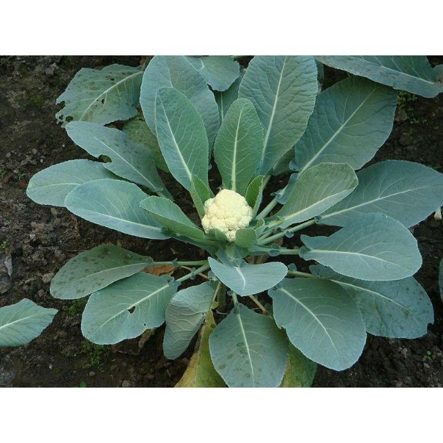 Hạt Giống Súp Lơ Trắng/ Bông Cải Trắng  - Dinh Dưỡng, Năng Suất luckyseed hạt siêu rẻ