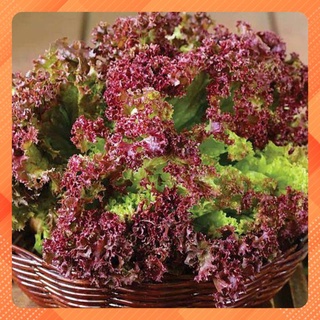 Hạt giống xà lách xoăn tím