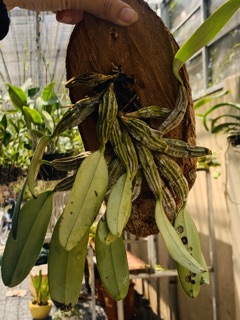 Lan Vảy Rồng, Lan Rừng