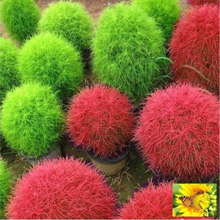Hạt giống Cỏ đổi màu