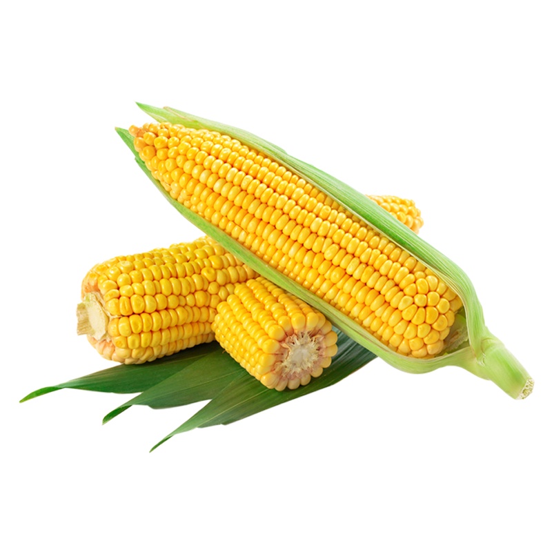 Ngô Ngọt tươi ngon sạch - 1 bắp - giao siêu tốc 1h