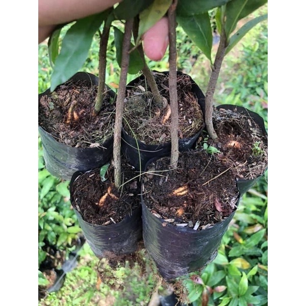 Cây hoa mai dảo cánh xoáy hoa kép