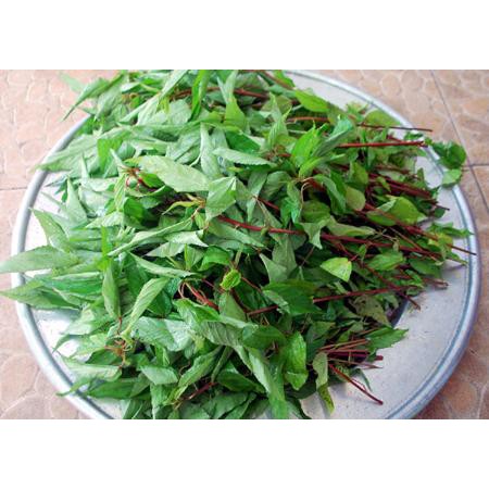 hạt giống rau đay đỏ và trắng - gói 20gr