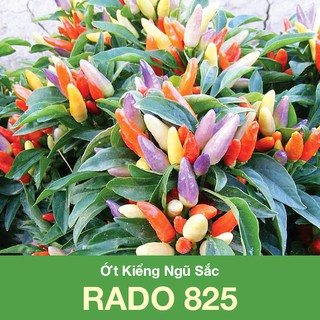 Ớt Kiểng Ngũ Sắc RD 825